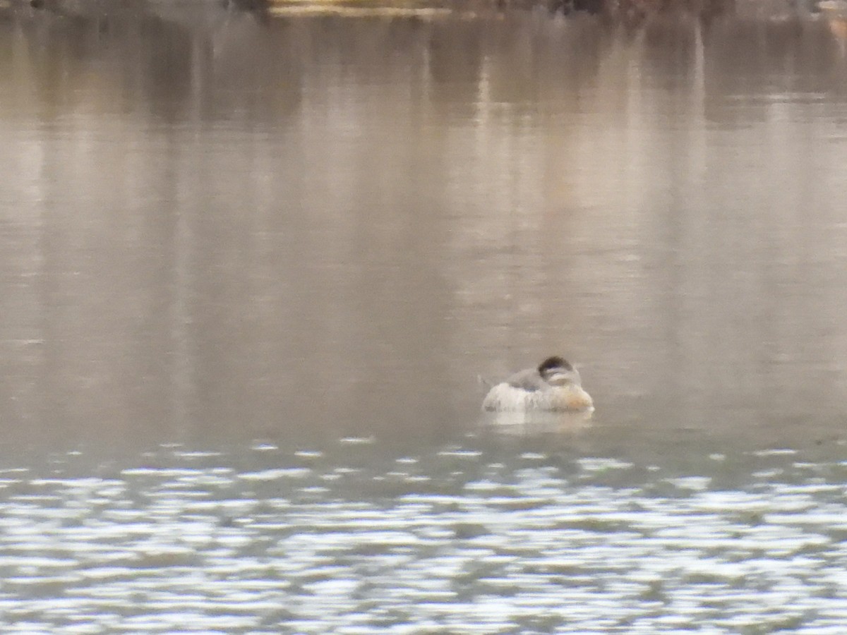 Ruddy Duck - ML646602762