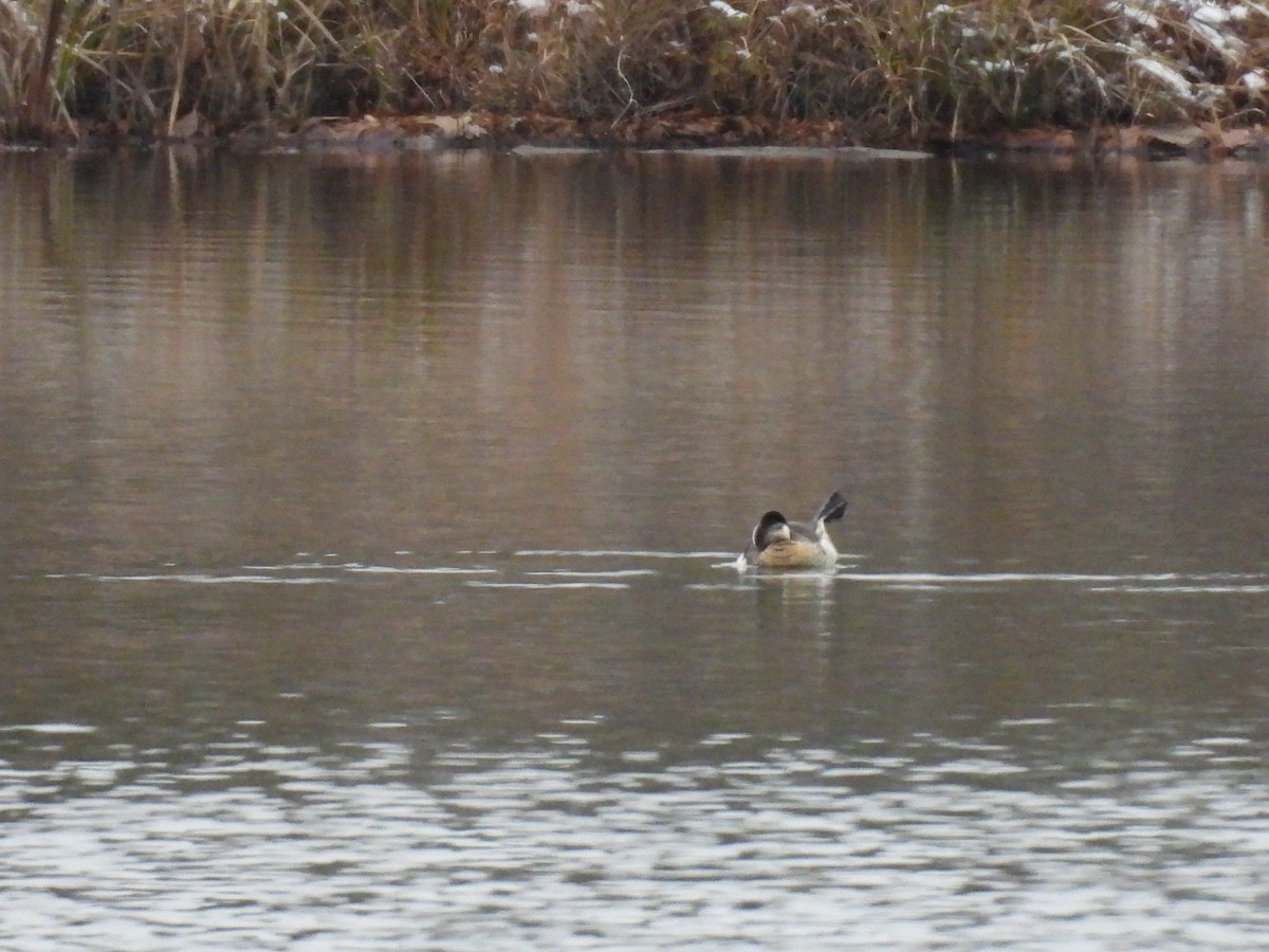 Ruddy Duck - ML646602763