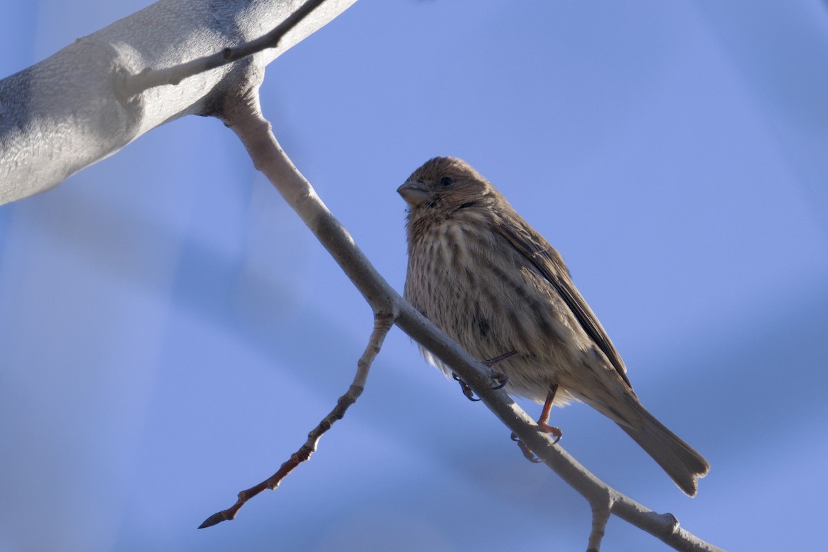 House Finch - ML646602764