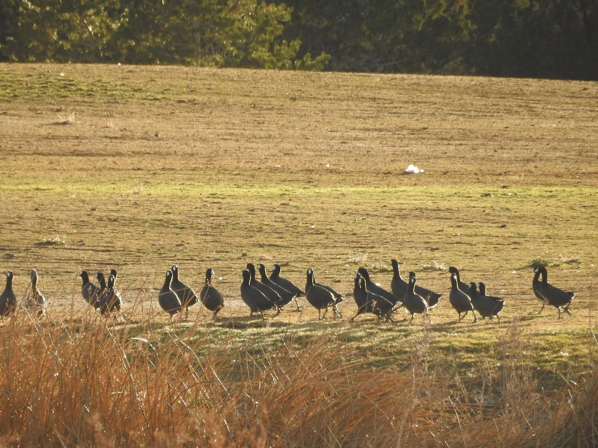 American Coot - ML646602765