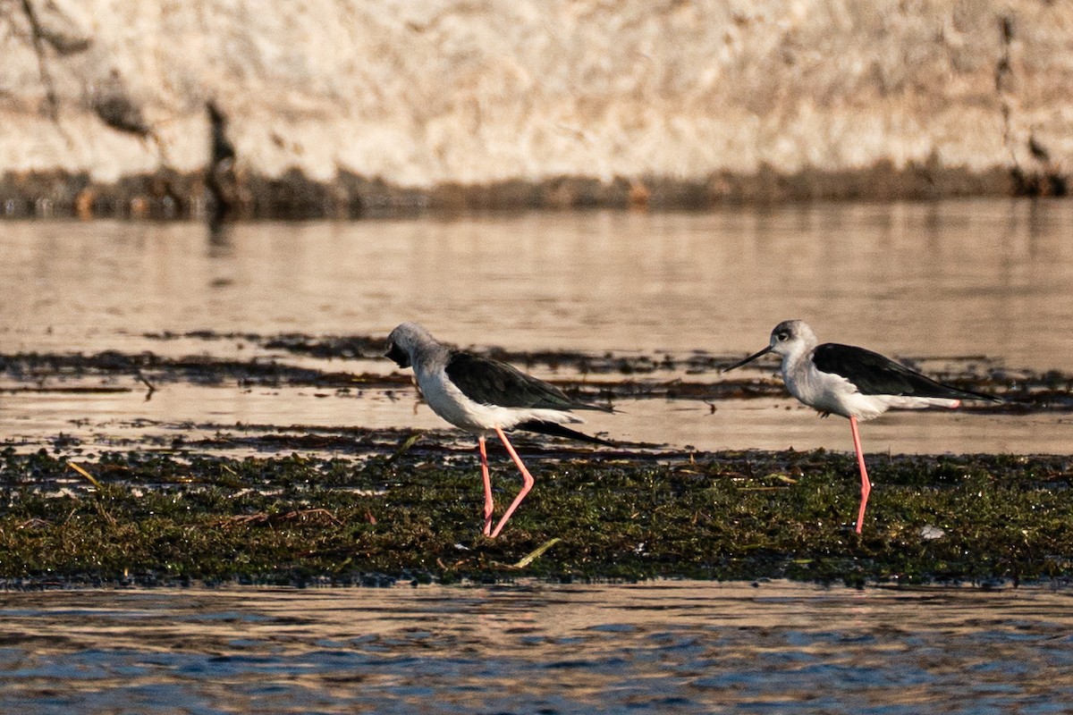 Black-winged Stilt - ML646602766