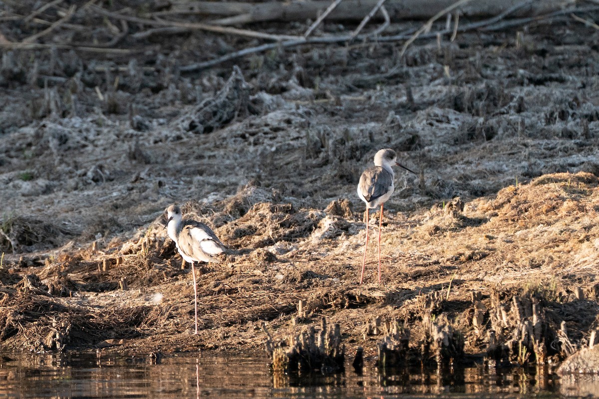 Black-winged Stilt - ML646602767