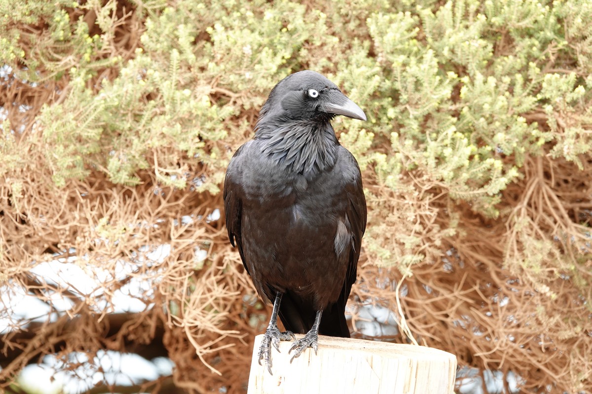 Australian Raven - ML646602769