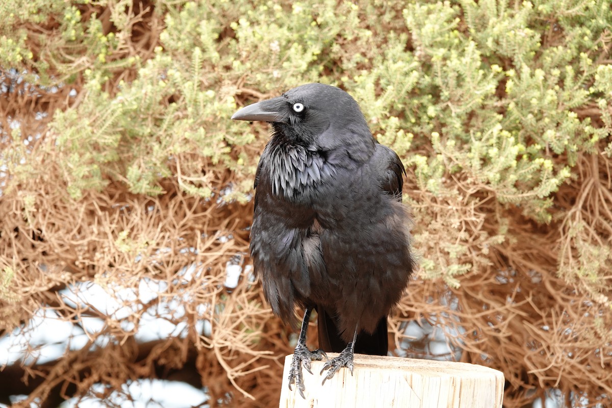 Australian Raven - ML646602772