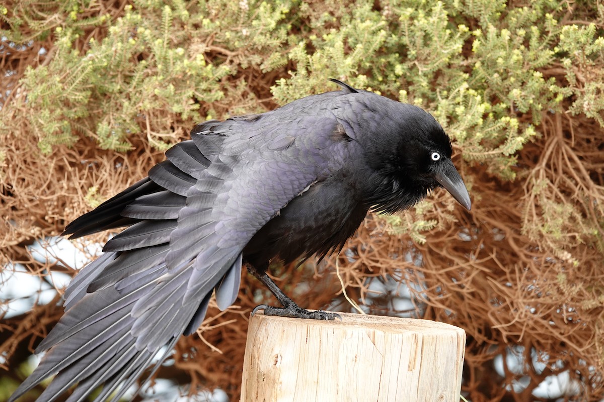 Australian Raven - ML646602773