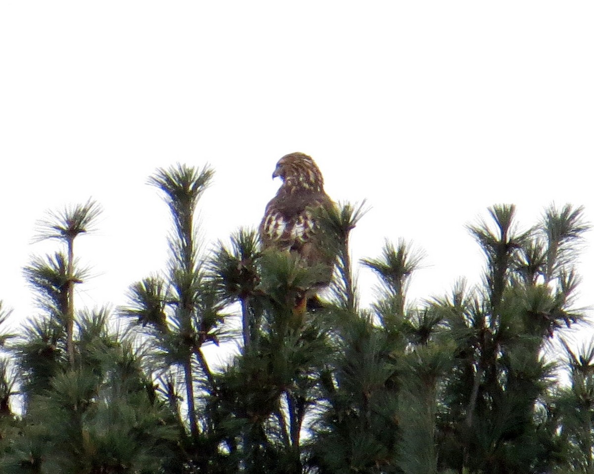 Red-tailed Hawk - ML646602774