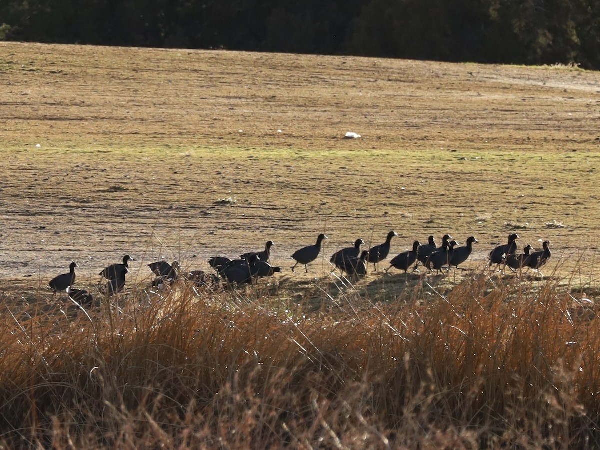 American Coot - ML646602776