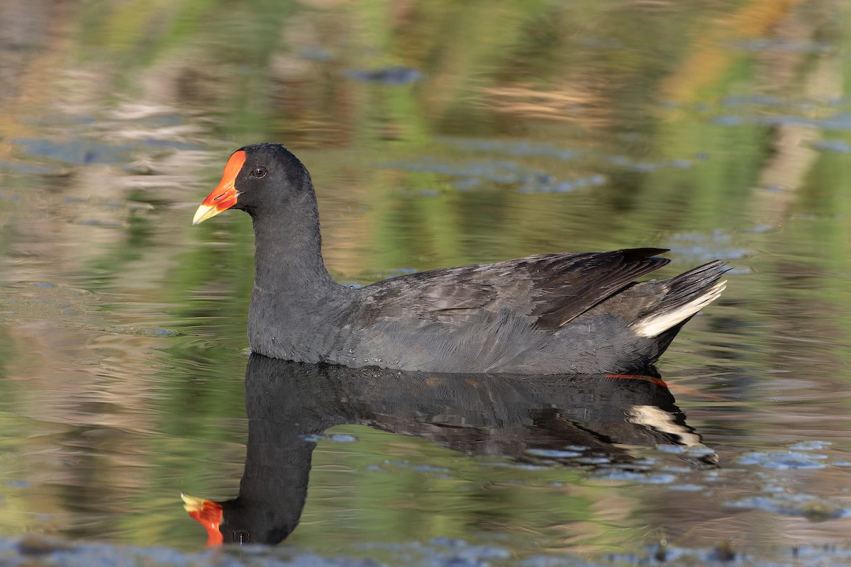 Dusky Moorhen - ML646602777