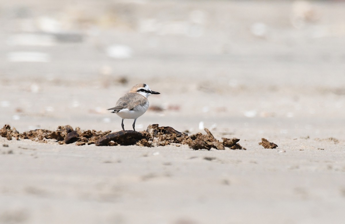 White-fronted Plover - ML646602778