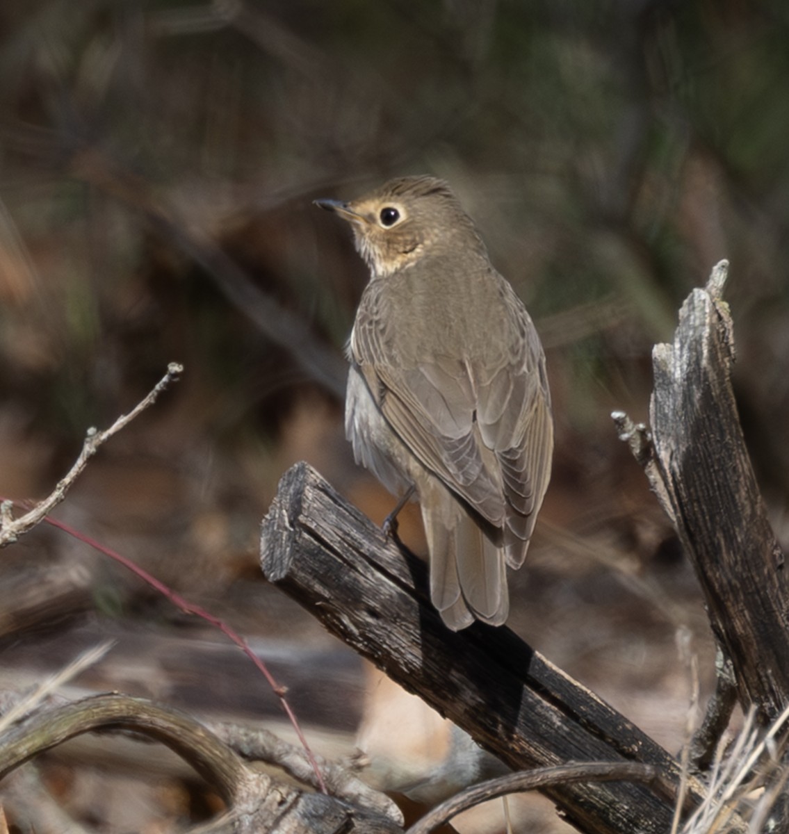 Swainson's Thrush - ML646602780