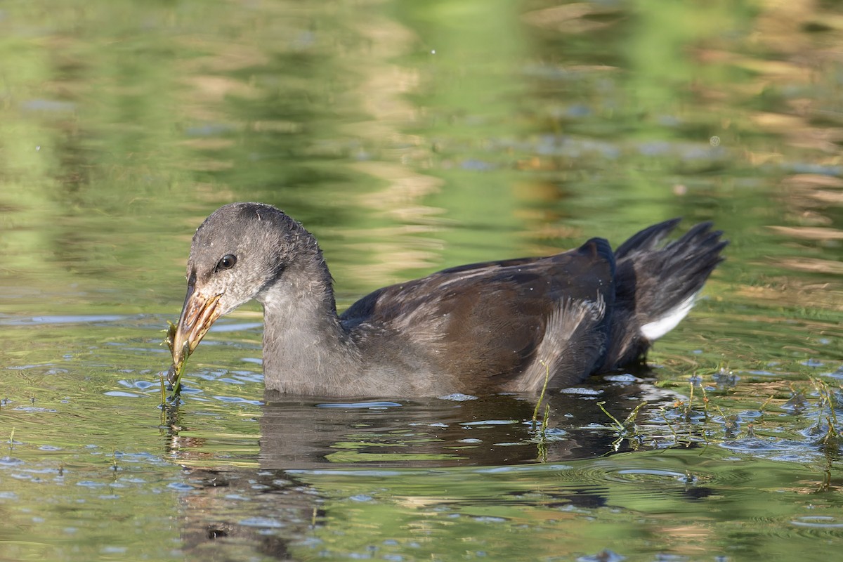 Dusky Moorhen - ML646602781