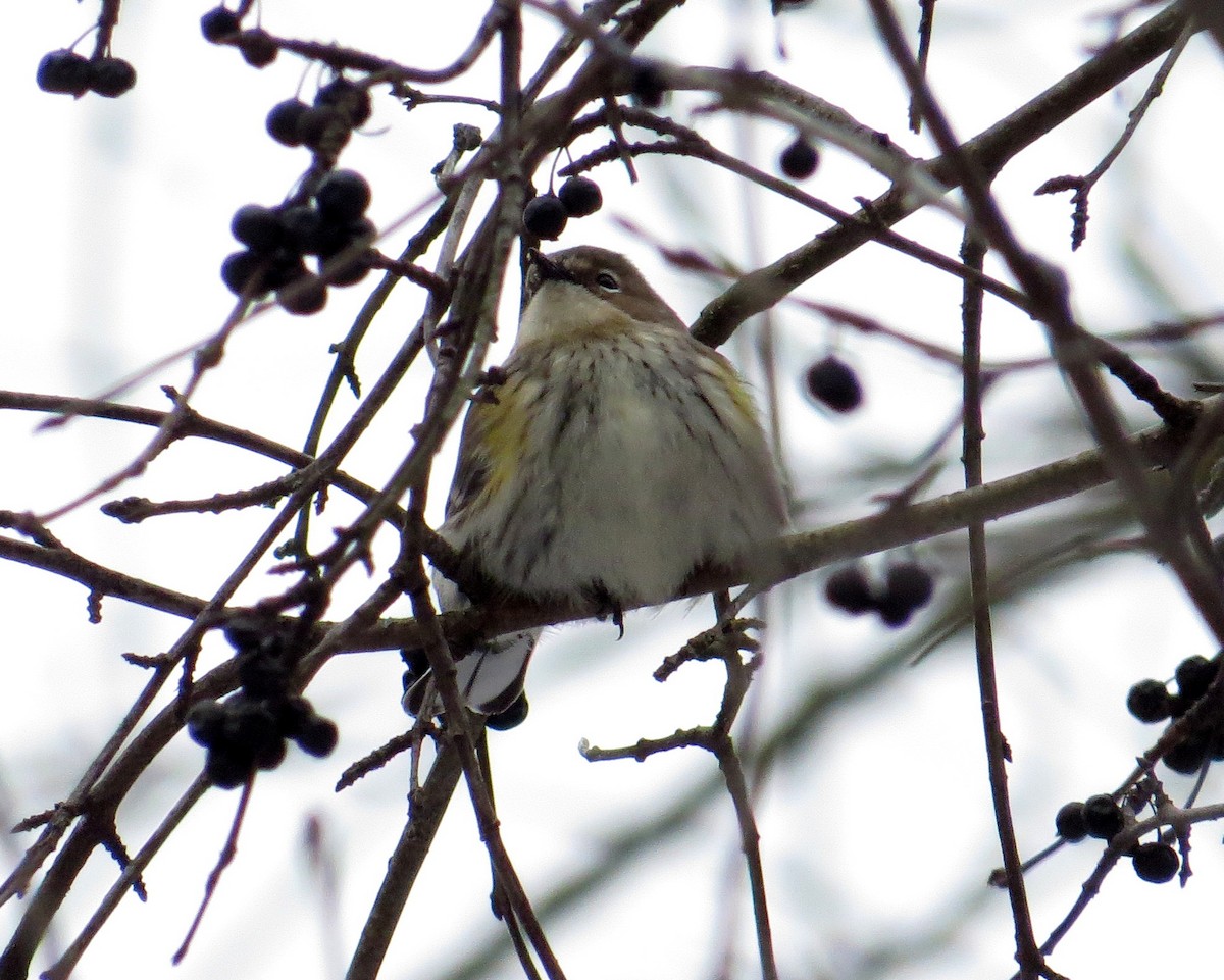 Taçlı Ötleğen - ML646602782