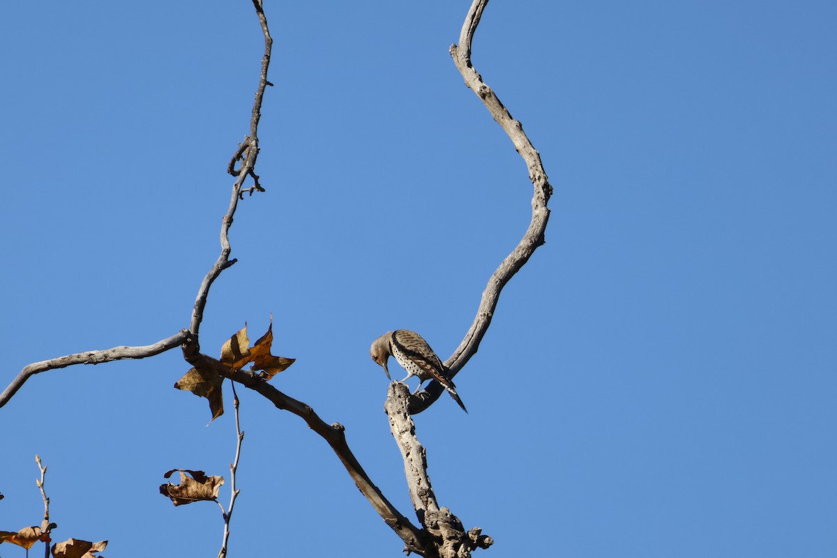 Northern Flicker - ML646602783