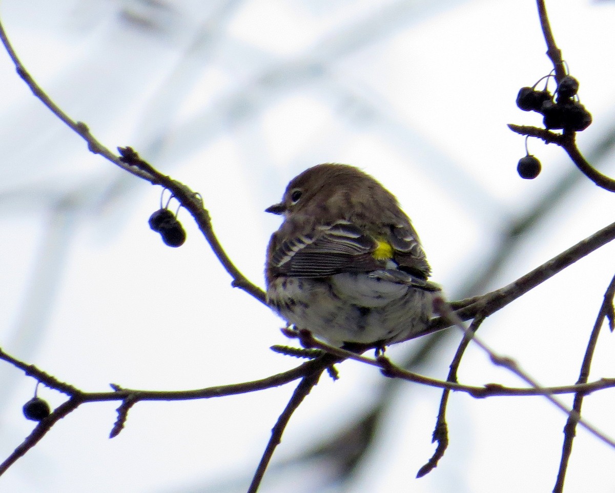 Taçlı Ötleğen - ML646602785