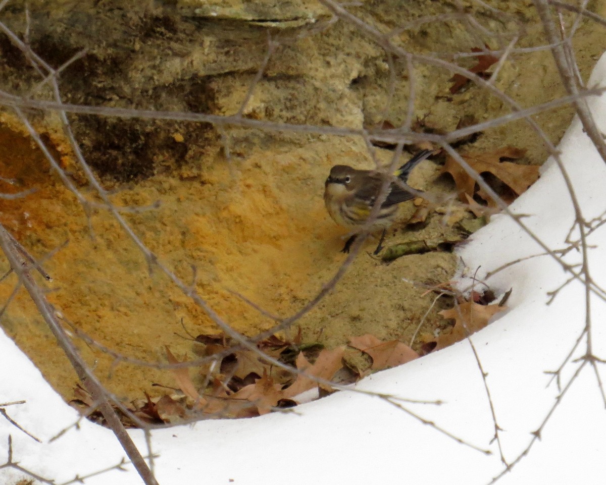 Taçlı Ötleğen - ML646602786