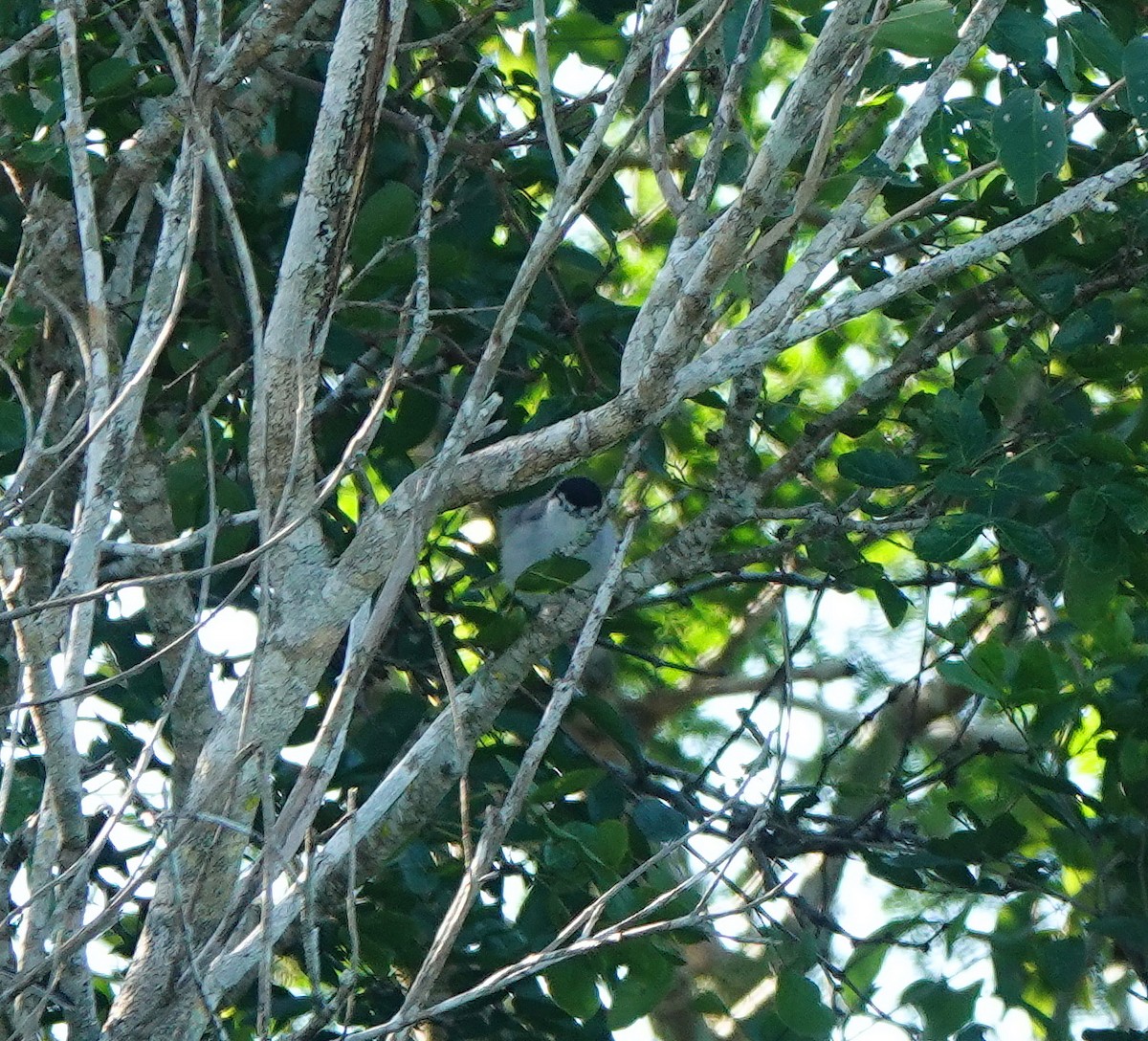 Yucatan Gnatcatcher - ML646602796