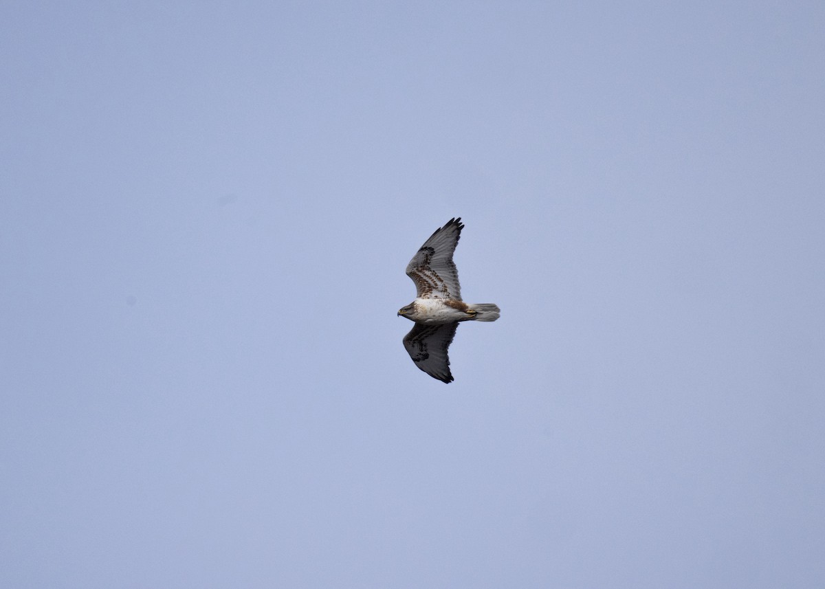 Ferruginous Hawk - ML646602797