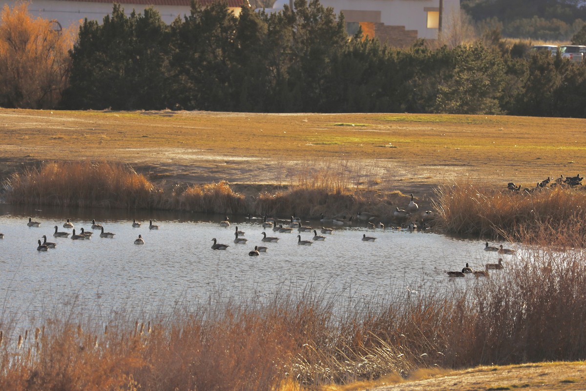 Canada Goose - ML646602798