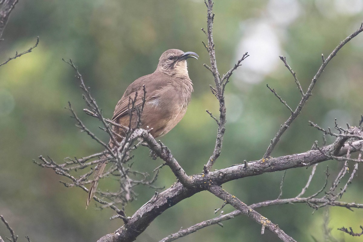 California Thrasher - ML646602799