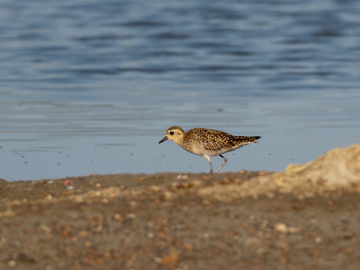 Pacific Golden-Plover - ML646602807