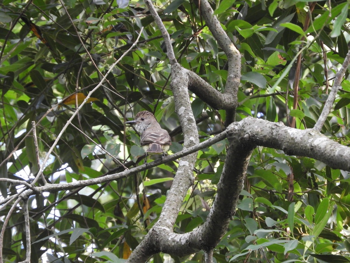 Short-crested Flycatcher - ML646602808