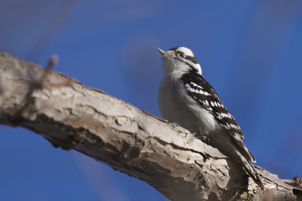 Downy Woodpecker - ML646602809