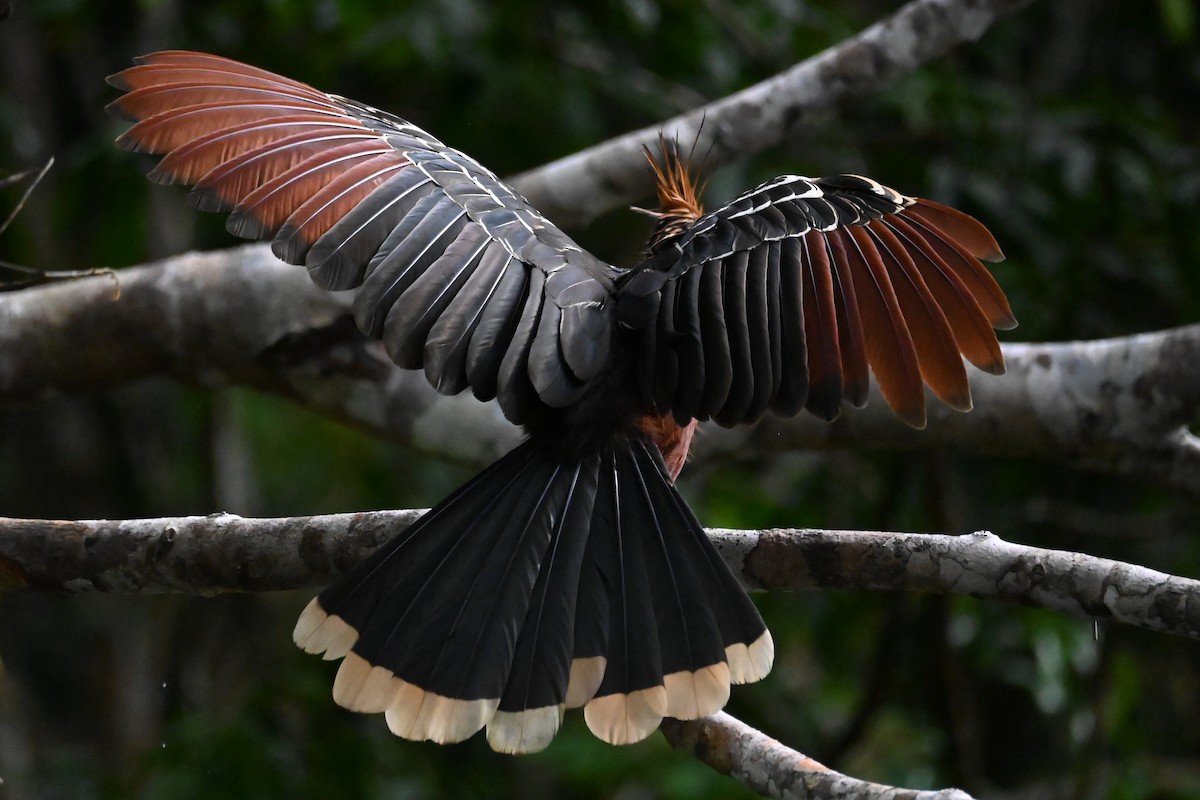 Hoatzin - ML646602811