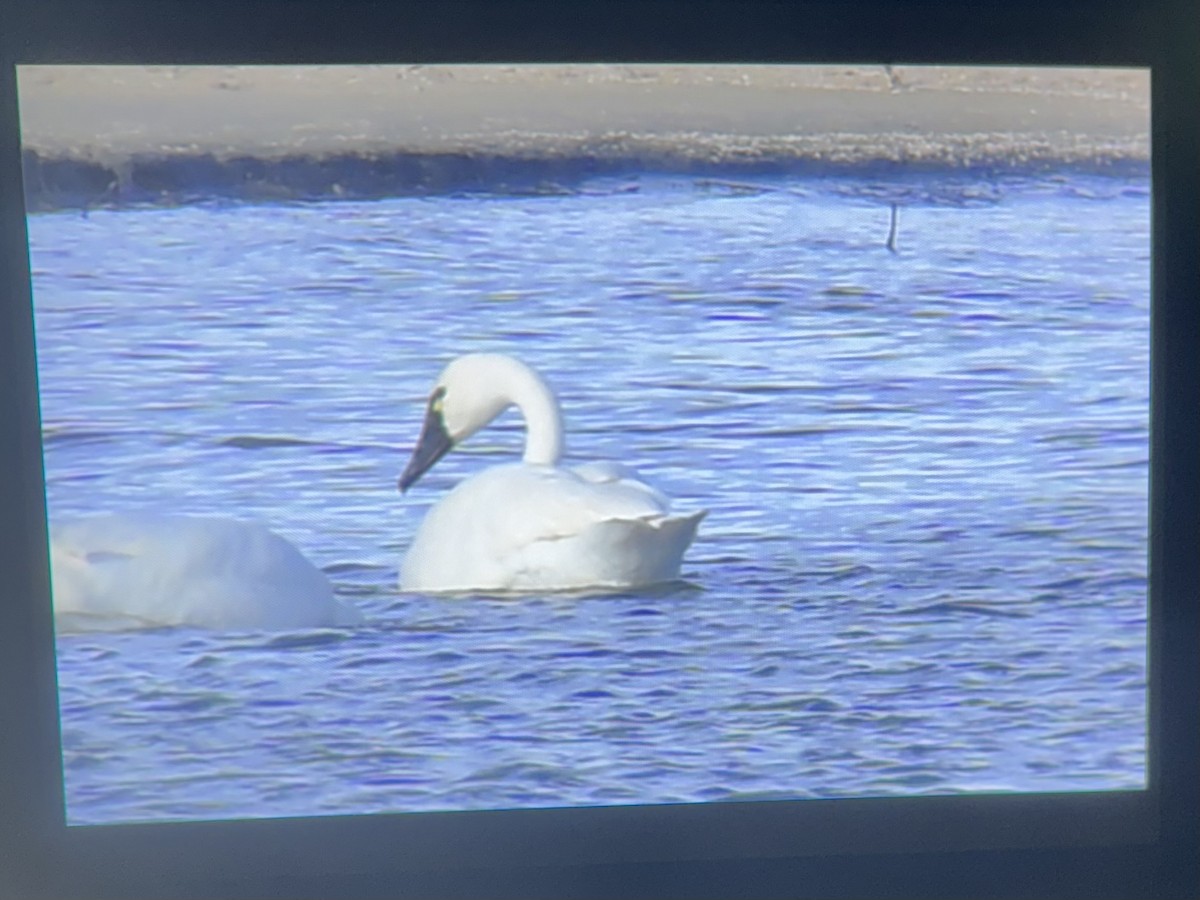 Küçük Kuğu - ML646602812