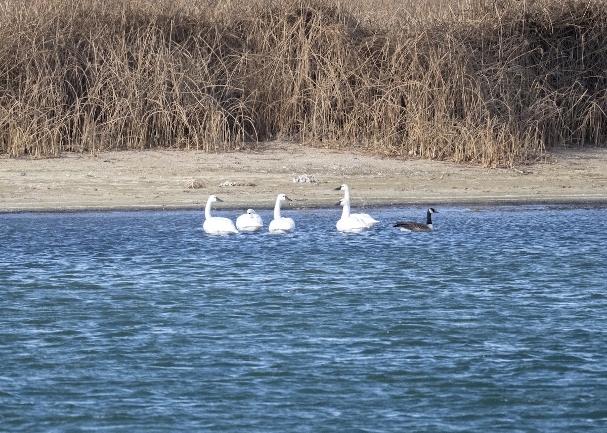 Küçük Kuğu - ML646602813