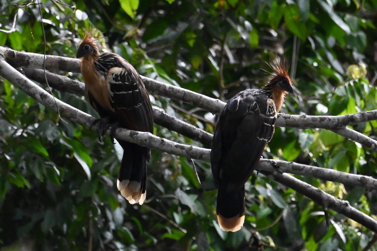 Hoatzin - ML646602814