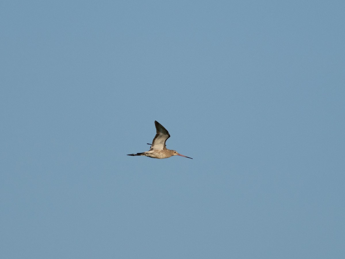 Black-tailed Godwit - ML646602815