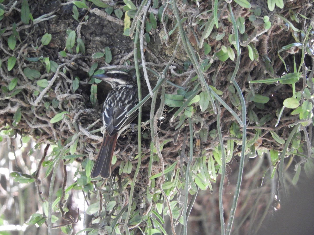 Streaked Flycatcher - ML646602820
