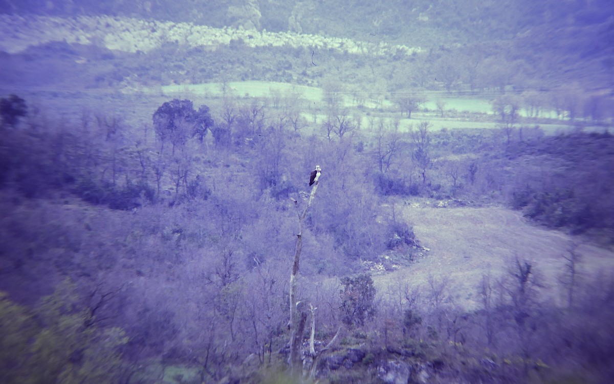 Osprey - ML646602822