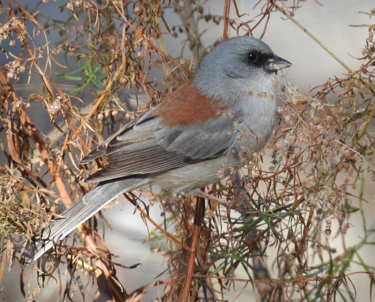 Юнко сірий (підвид dorsalis) - ML646602823