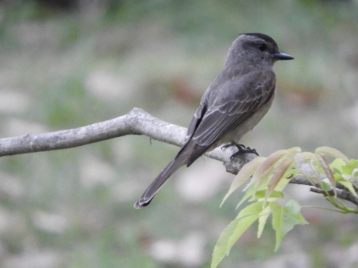 Crowned Slaty Flycatcher - ML646602824
