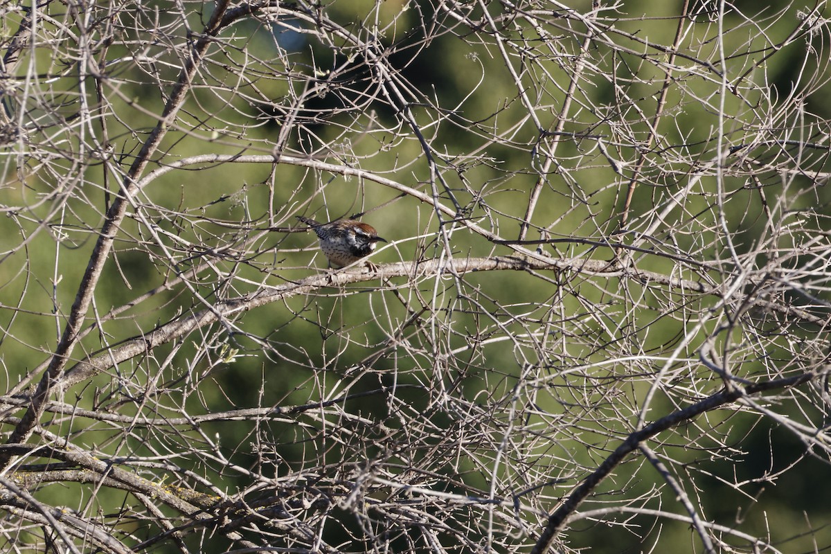 Cactus Wren - ML646602825