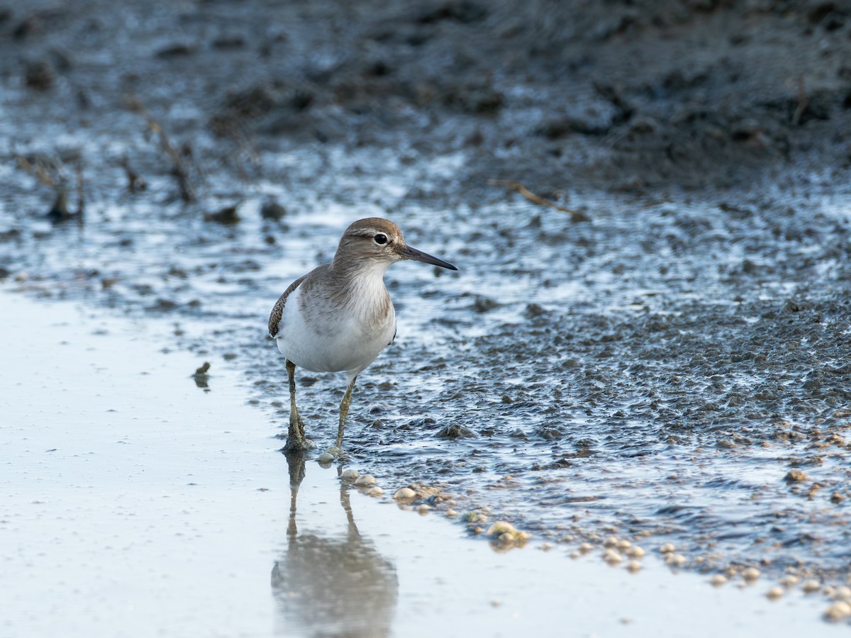 Common Sandpiper - ML646602826