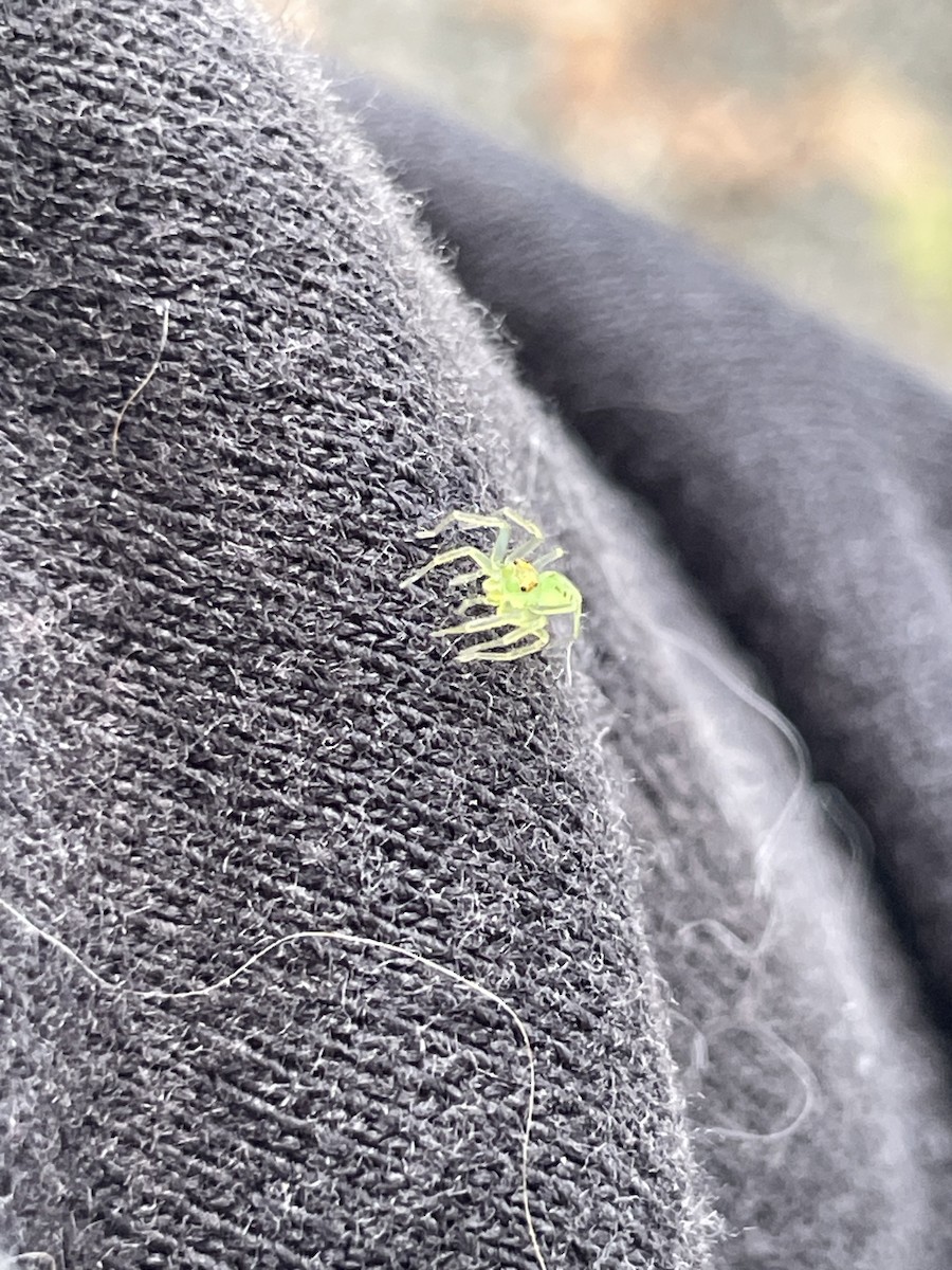 Magnolia Green Jumper - ML646602827