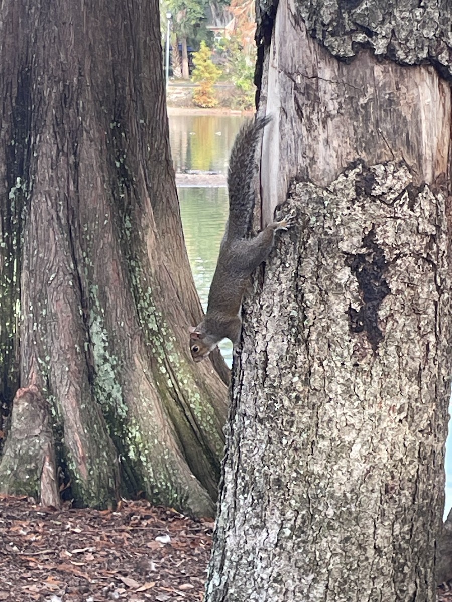 Eastern Gray Squirrel - ML646602828
