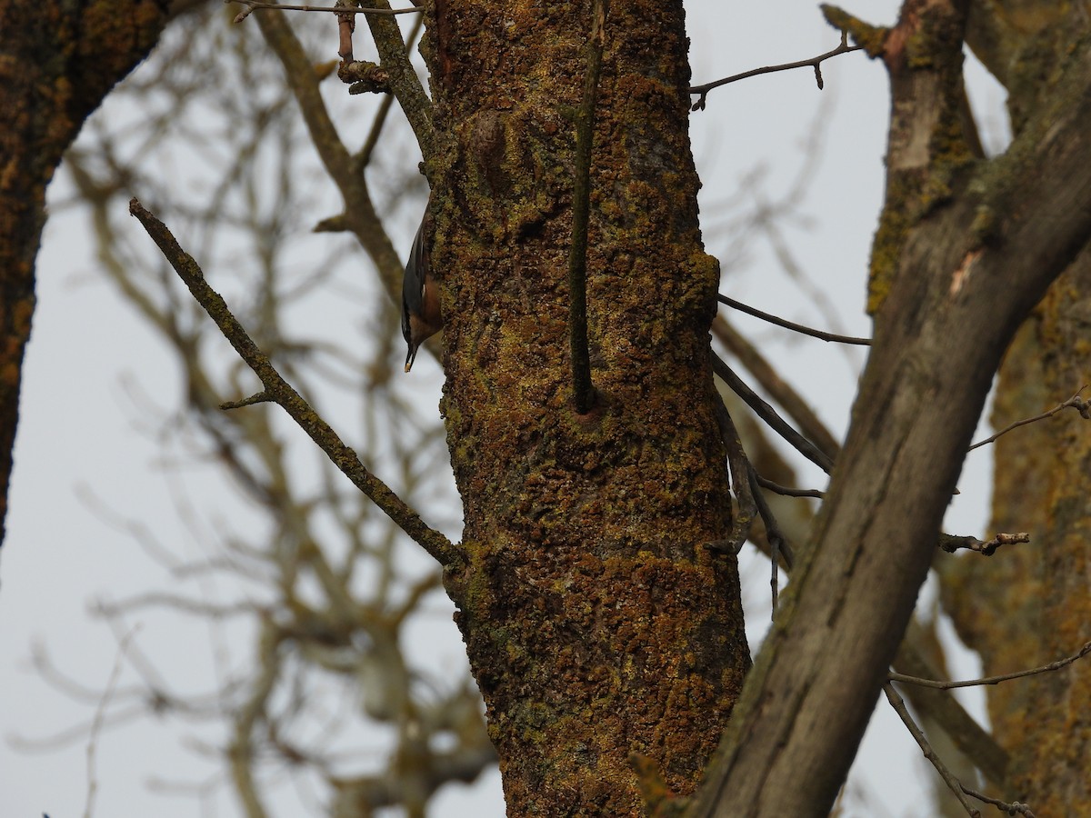 Повзик звичайний - ML646602829