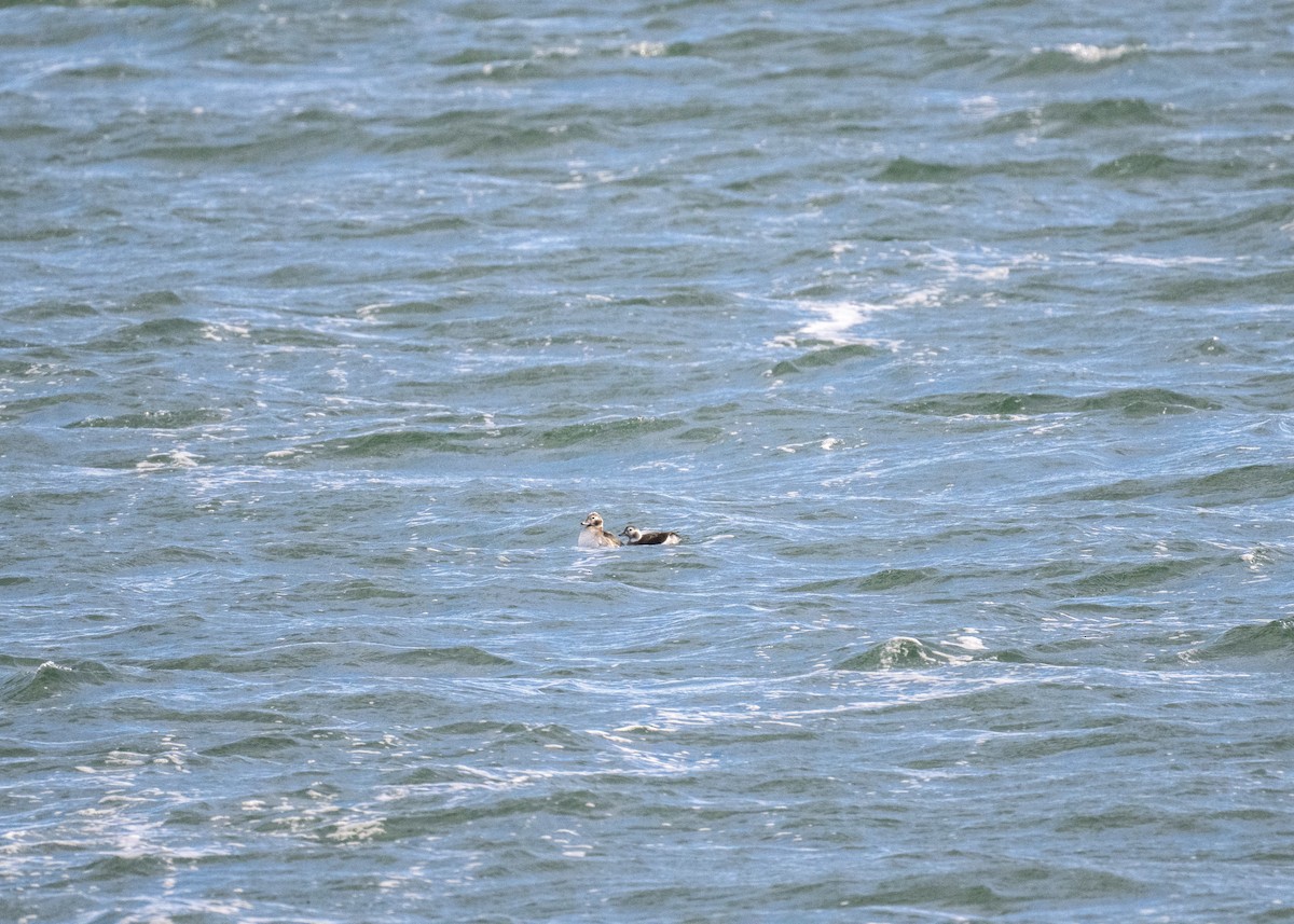 Telkuyruk - ML646602830