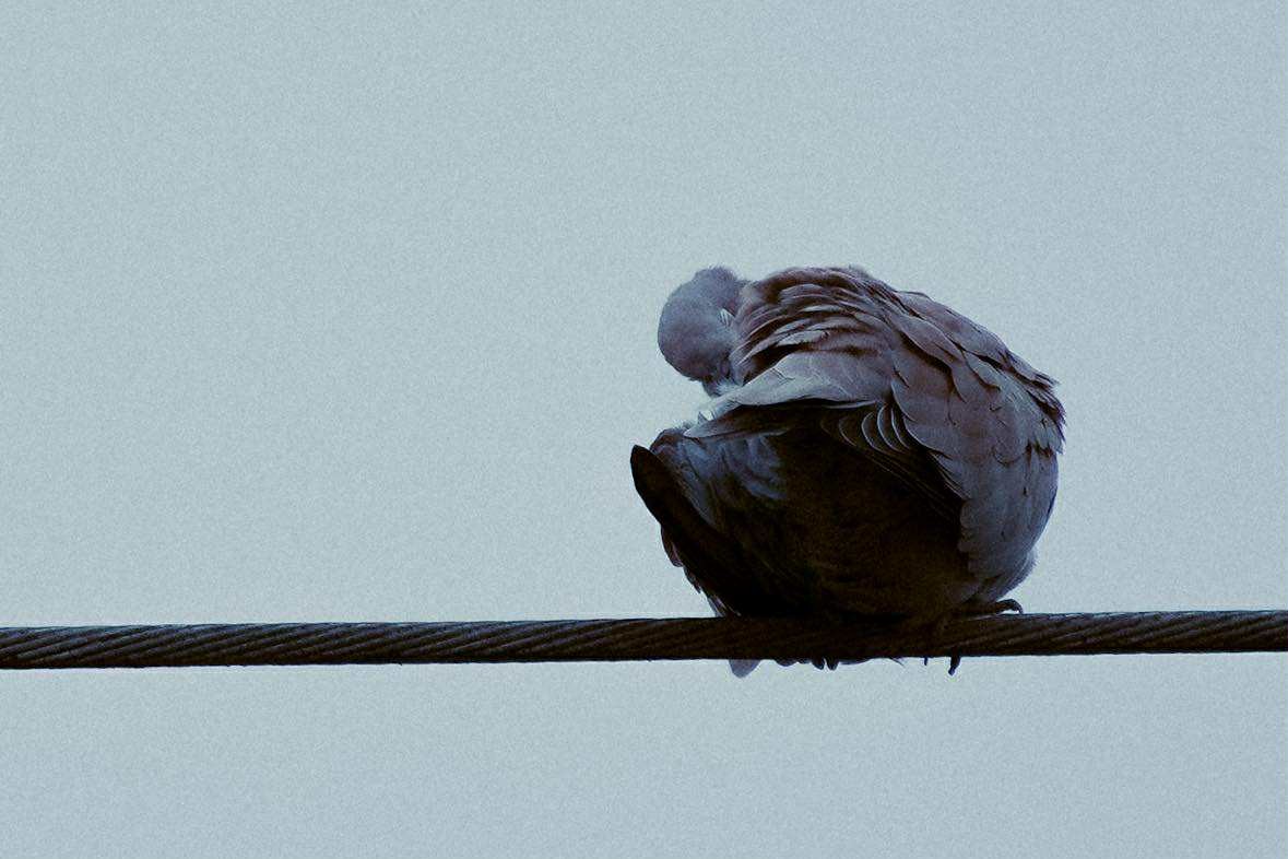 Eurasian Collared-Dove - ML646602831
