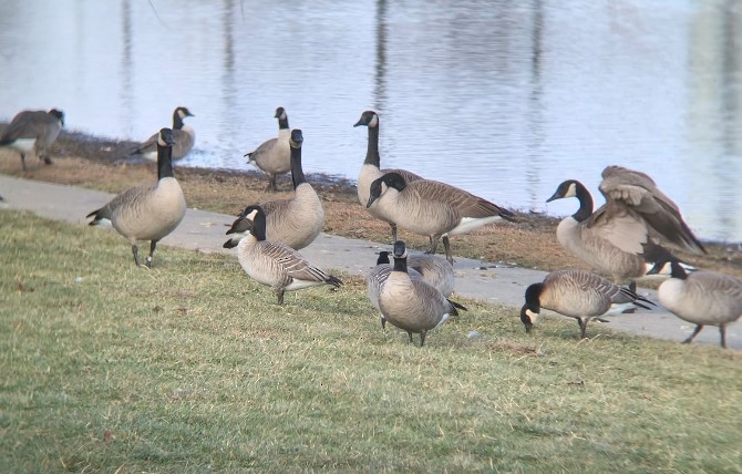 Cackling Goose - ML646602834