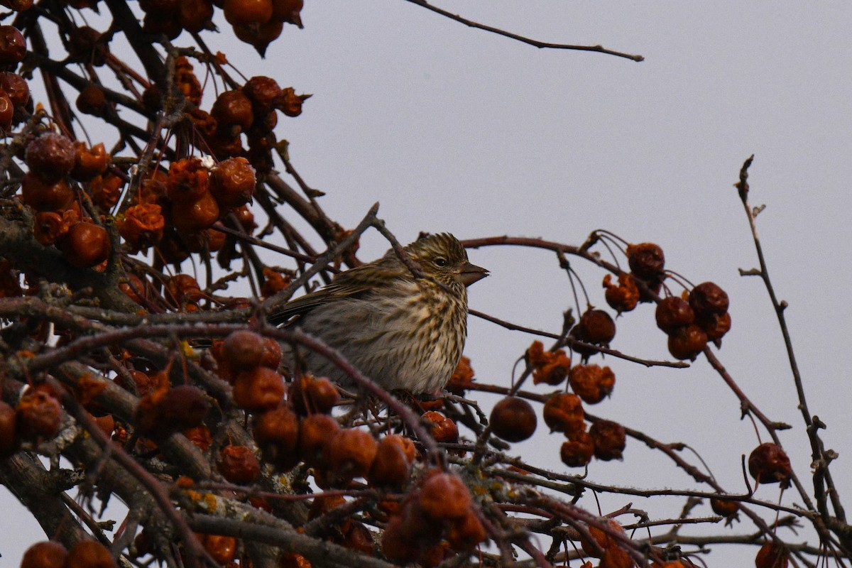 Cassin's Finch - ML646602836