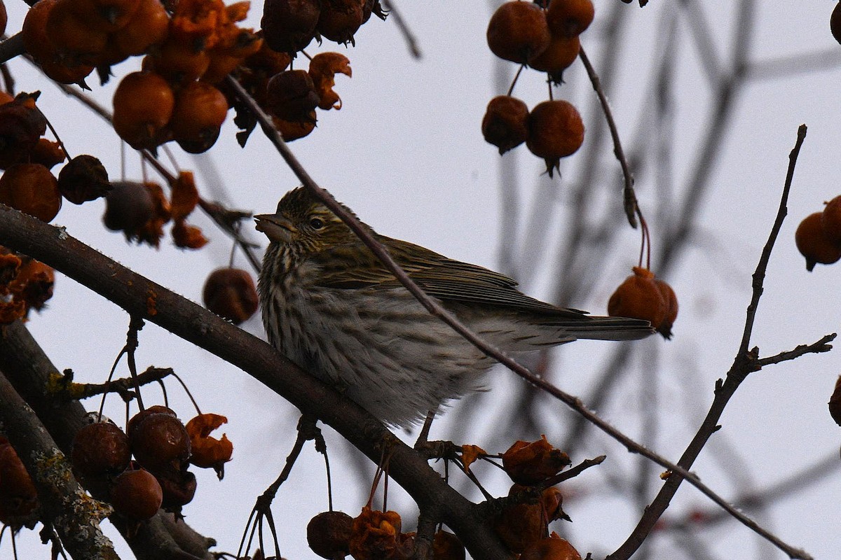 Cassin's Finch - ML646602837