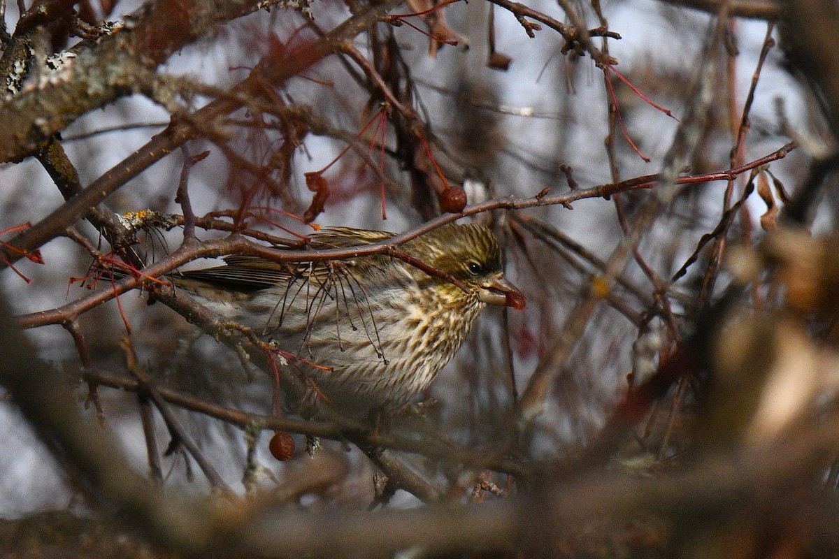 Cassin's Finch - ML646602838