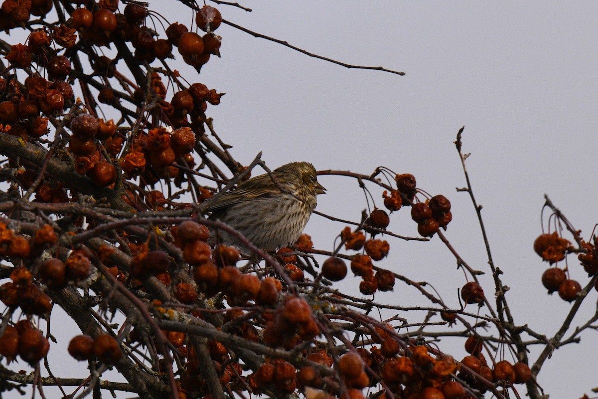 Cassin's Finch - ML646602839