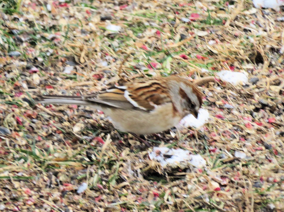 American Tree Sparrow - ML646602840