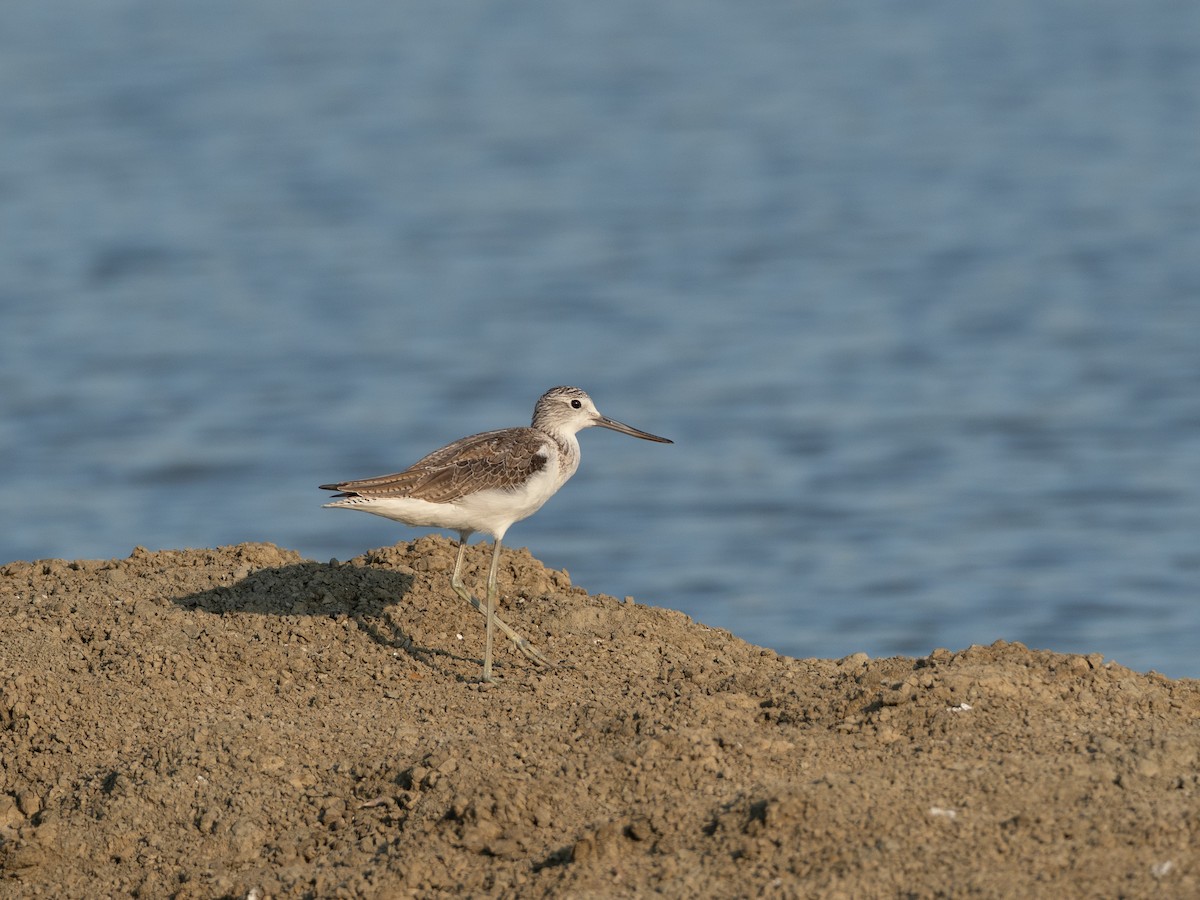 Archibebe Claro - ML646602842