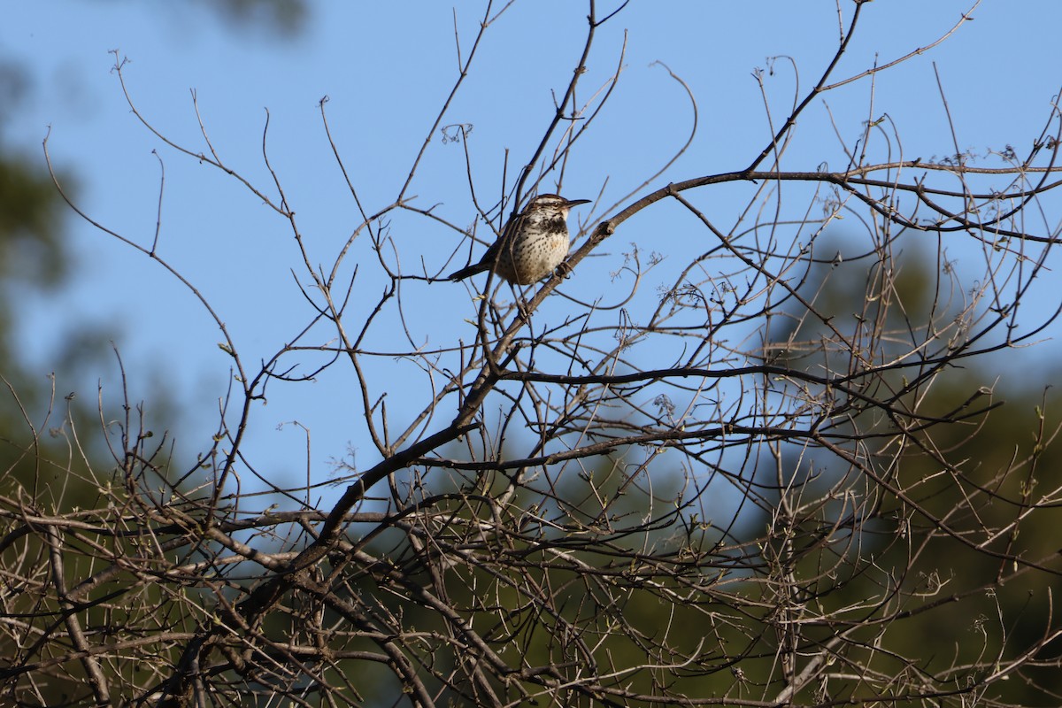Cactus Wren - ML646602844